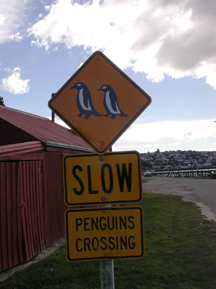penguins crossing