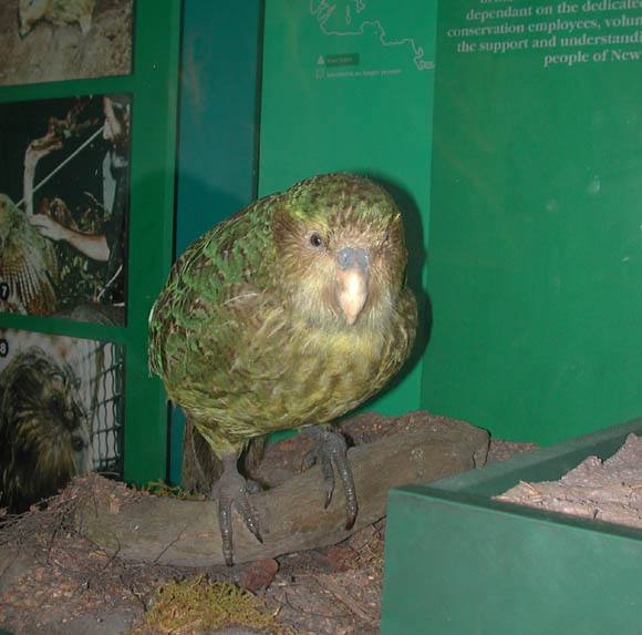 Kakapo